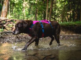 Ruffwear® Flagline™ 2.0 Hundegeschirr Alpenglow Pink M 5