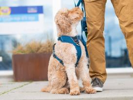 Dog Copenhagen Comfort Walk Pro V3 Hundegeschirr Ocean Blue XS 5