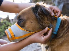 Ruffwear BackTrak™ Dog Evacuation Rettungsset für Hunde Medium 5