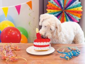 Beeztees Plüsch Geburtstagstorte Hundespielzeug 5