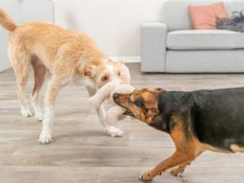 Plüsch-Teddy für Hunde zum Welttierschutztag 5