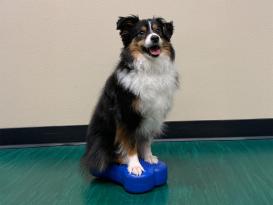 FitPAWS® K9 FITbone™ MINI 2-er Set razzleberry 5