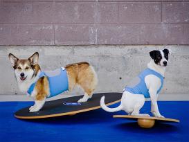 FitPAWS® Wobble Board Ø 50 cm 5
