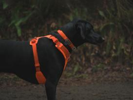 Ruffwear Front Range™ 3.0 Hundegeschirr Blaze Orange S 5