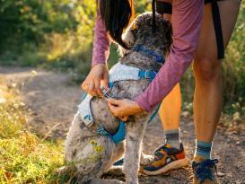 Ruffwear Swamp Cooler kühlendes Hundegeschirr Biolumin Blue L/XL 5