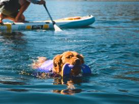 Ruffwear Float Coat™ Schwimmweste für Hunde Purple Lily M 5