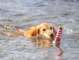 Aqua Toy Leuchtturm mit Seil schwimmfähiges Hundespielzeug 5