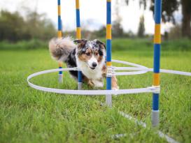 Agility Slalom Trainingsbögen 5