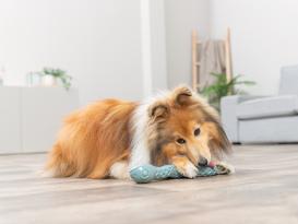 Snack Snake Hundespielzeug Small 5