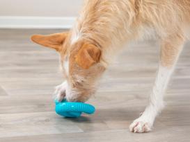 Snack Snake Hundespielzeug Medium 5