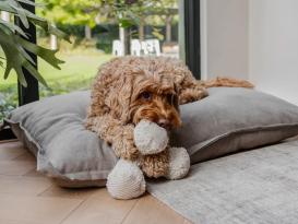 District 70 Hunde-Plüschspielzeug Ziggy merengue 5