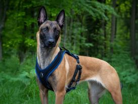 Grossenbacher Ausbildungsgeschirr ProGuide schwarz 5