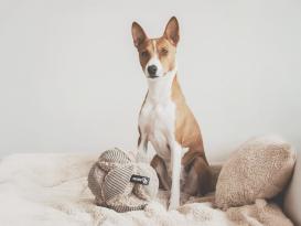 District 70 Hunde-Schnüffelball Bobby taupe 5