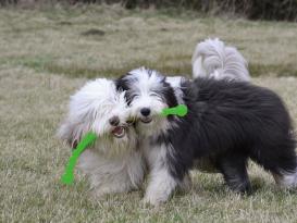 Original Kong Safestix für Hunde 5