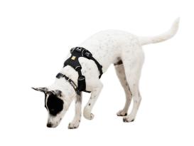 Ruffwear Front Range Flex Hundegeschirr Basalt Gray 5