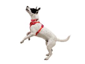 Ruffwear Front Range Flex Hundegeschirr Rose Violet 5