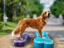 FitPAWS® K9 FITbone 5