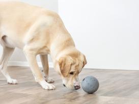 Dog Activity Naturgummi Snackball für Hunde 5