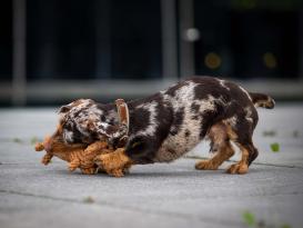 Laboni Diego Dackel Kult-Spielzeug für Hunde 5