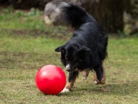 Treibball für Hunde 25 cm 5