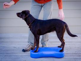 FitPAWS® K9 FITbone purple 5