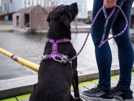 Dog Copenhagen Walk Air V2 Hundegeschirr Wild Rose 5