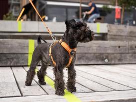 Dog Copenhagen Urban Freestyle V2 Hundeleine Orange Sun 5
