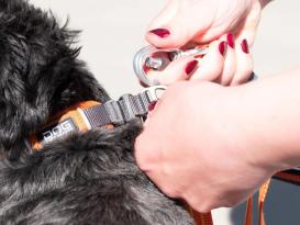 Dog Copenhagen Urban Freestyle V2 Hundeleine Ocean Blue 5