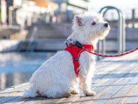 Dog Copenhagen Comfort Walk Go Hundegeschirr classic red XXS 5