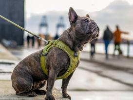 Dog Copenhagen Comfort Walk Go Hundegeschirr hunting green XXS 5
