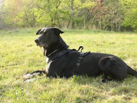Grossenbacher Hundegeschirr Vary blau L-S 5