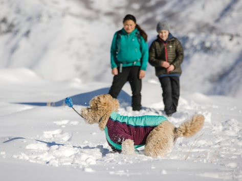 Ruffwear Powder Hound™ Winterjacke für Hunde Aurora Teal