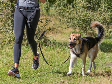 Hundeleine Joggingleine mit Bauchgurt
