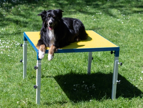 Hundesport Profi verstellbarer Tisch