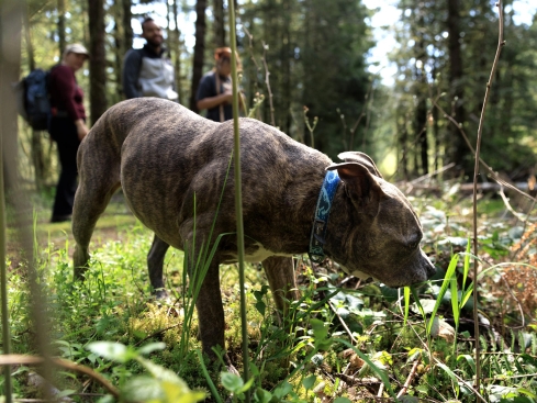 Ruffwear Crag™ reflektierendes Hundehalsband Midnight Wave