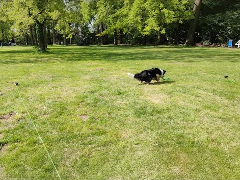 Dog Comets Star Chaser Jagdspielzeug für Hunde