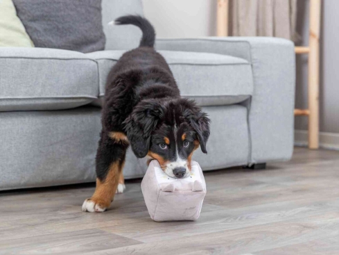 Junior Plüschfuchs Hundespielzeug