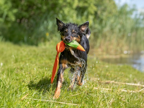 Aqua Toy schwimmfähige Ente Hundespielzeug