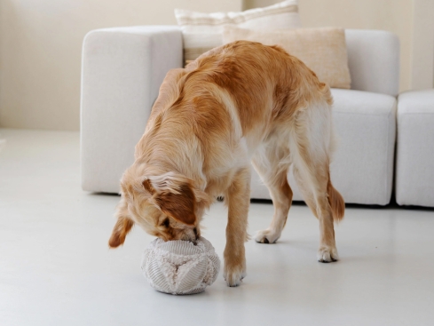 District 70 Hunde-Schnüffelball Bobby merengue