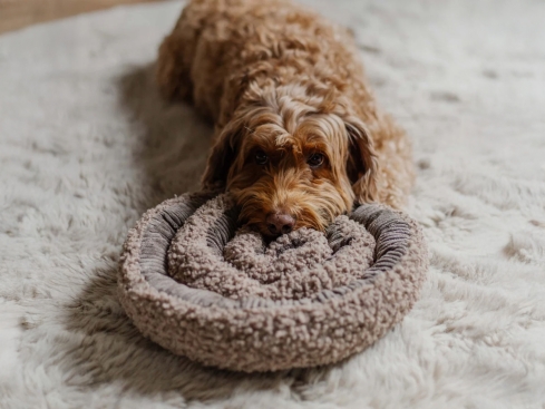 District 70 Hunde-Schnüffelteppich Swirl taupe