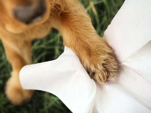 DotDotPet Öko Einweg-Hundehandtücher