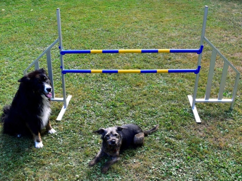 Hunde Profi Alu Agility Hürde FCI konform