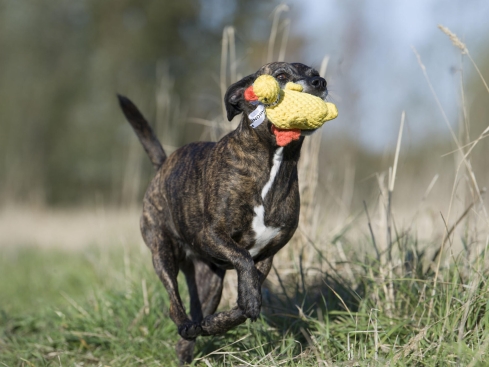 Laboni Emma Ente Kult-Spielzeug für Hunde