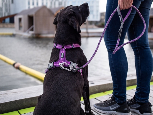 Dog Copenhagen Walk Air V2 Hundegeschirr Wild Rose