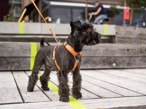 Dog Copenhagen Urban Freestyle V2 Hundeleine Orange Sun
