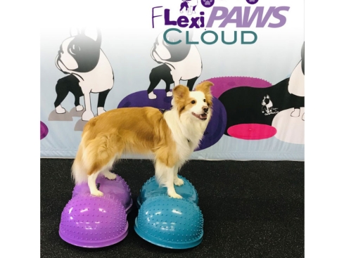 FitPAWS® FlexiPAWS® Cloud B-Ware