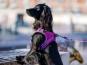 Dog Copenhagen Comfort Walk Go Hundegeschirr purple passion 5