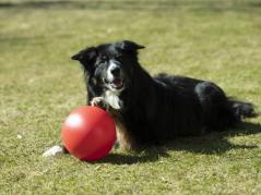 Treibball für Hunde 20 cm 6