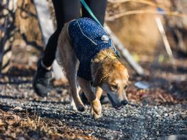 Ruffwear® Climate Changer™ Fleece Hundejacke Galaxy 6