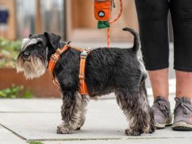 Dog Copenhagen Comfort Walk Air V3 Hundegeschirr Orange Sun S 6